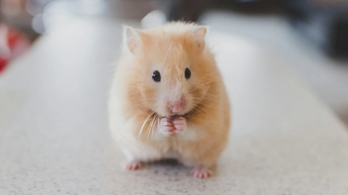 Small rodent close-up showing physical characteristics for mouse and rat identification in Henrico