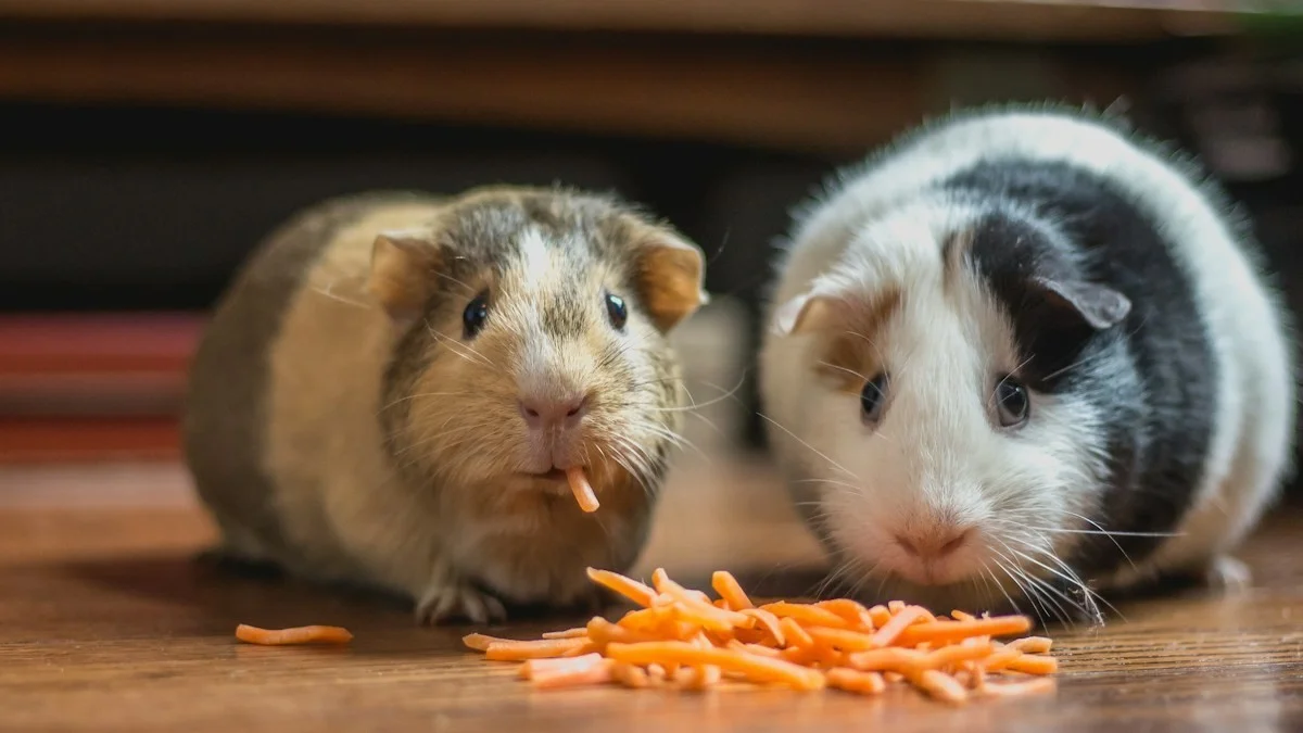 Visual comparison detail between common house mice and Norway rats in Central Virginia